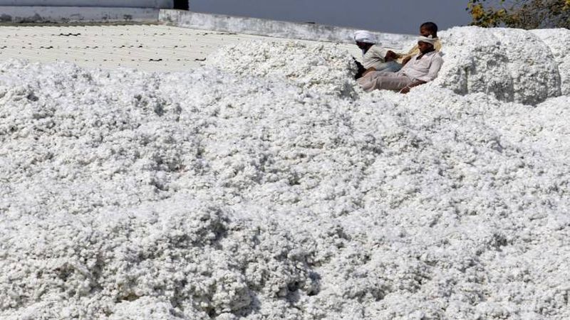Purchase of 14,000 quintals of cotton in Jalgaon | जळगावात १४ हजार क्विंटलची कापूस खरेदी