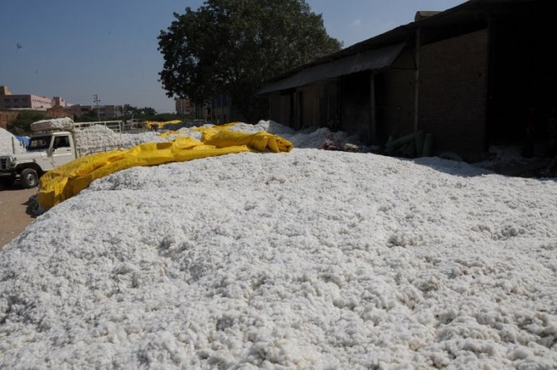 Traders benefit from cotton price hike | कापूस भाववाढीचा फायदा व्यापाऱ्यांनाच