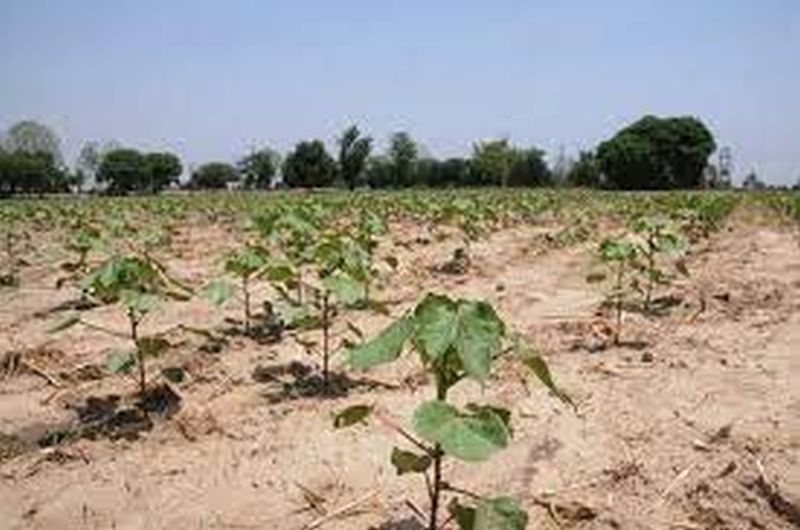 Effect on cotton sowing due to short growth of Hamidar | हमीदराच्या अल्पवाढीमुळे कपाशी पेरणीवर परिणाम