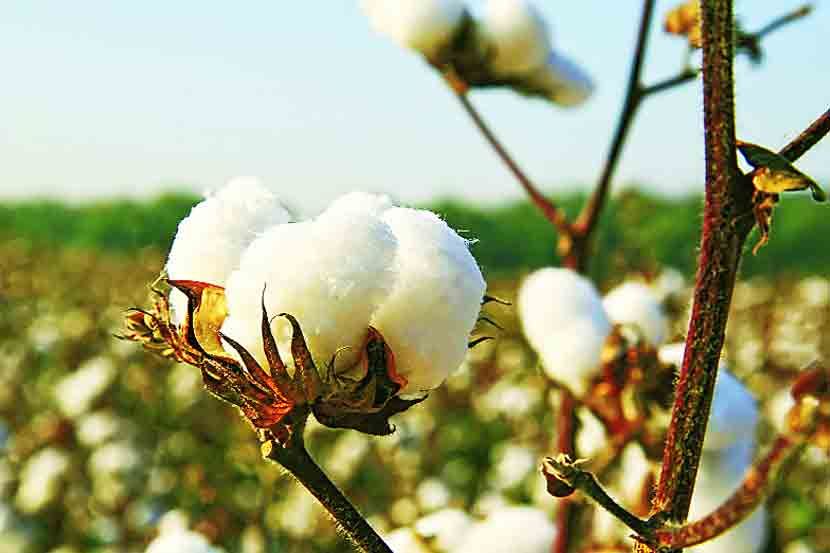  Emphasis on increase in cotton and soybean production! | कापूस , सोयाबीन उत्पादन वाढीवर भर!