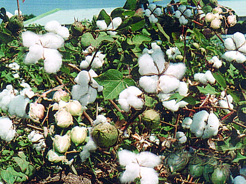  After cutting the bollworm, the choice of cotton! | बोंडअळीच्या फटक्यानंतरही कापसालाच पसंती!
