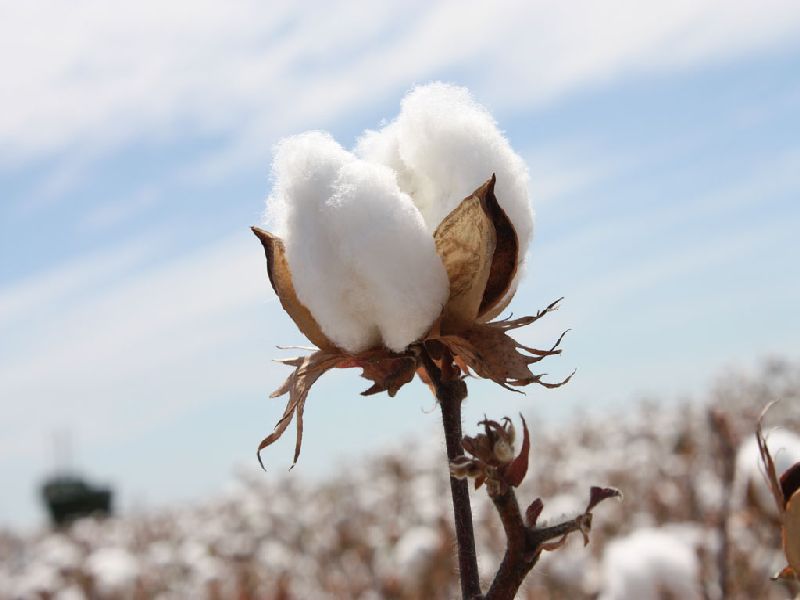 Damage to 60% cotton crop in Bondalai in Nashik district | नाशिक जिल्ह्यात बोंडअळीने ६० टक्के कापुस पिकाचे नुकसान