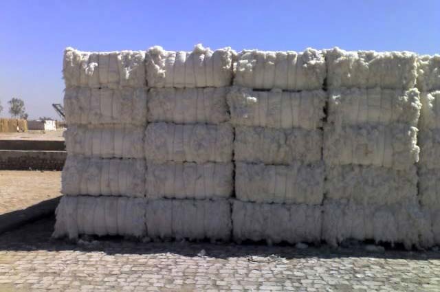 75 lakh bales of cotton fell to CCI | सीसीआयकडे ७५ लाख कापसाच्या गाठी पडून