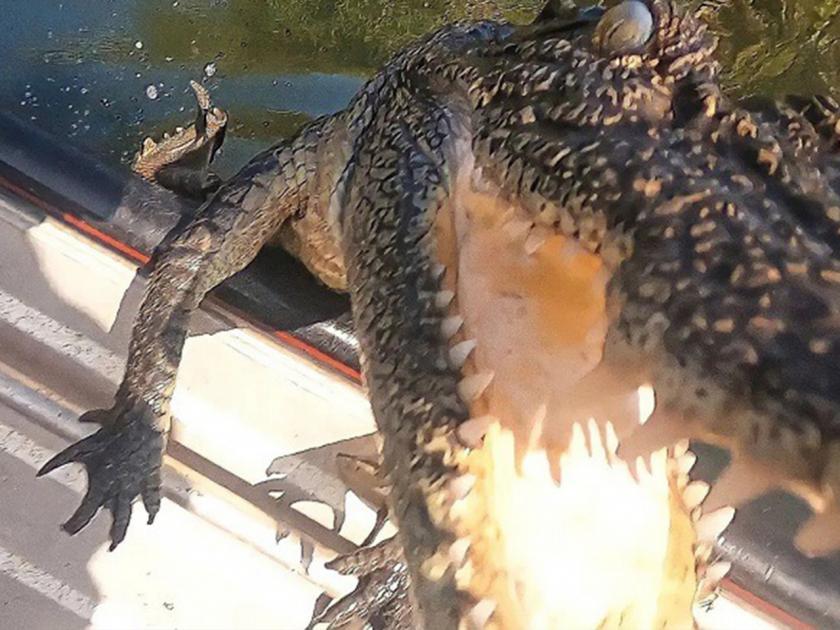 crocodile attack on fishing boat of Australian adventures | Viral Video: मासेमारी करत होतं कपल, मगरीने असा काही हल्ला केला जीव गमावणारच होते पण...