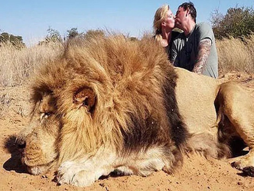 Couple kiss in photo with lion moments after shooting it dead | सिंहाची शिकार करून किस करत होतं कपल; नेटकऱ्यांनी घेतलं फैलावर 