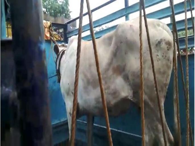 Kolhapur: A mini-tempo caught on a cow, a crime against three: Action taken at CPR Chowk | कोल्हापूर : गाय घेऊन जाणारा मिनी टेम्पो पकडला, तिघांवर गुन्हा : सीपीआर चौकात कारवाई