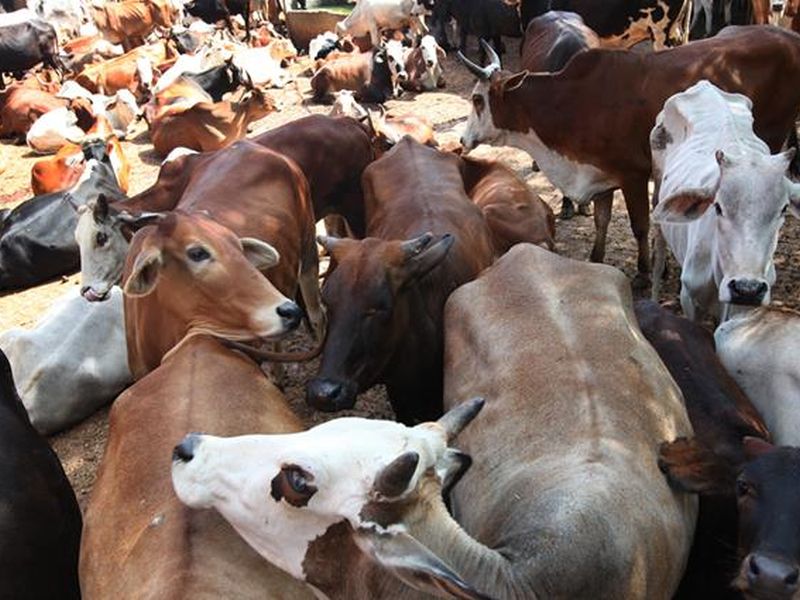Sale of illegal beef in Goa, import from Karnataka | गोव्यात बेकायदा बीफची विक्री सुरूच, कर्नाटकातून आयात