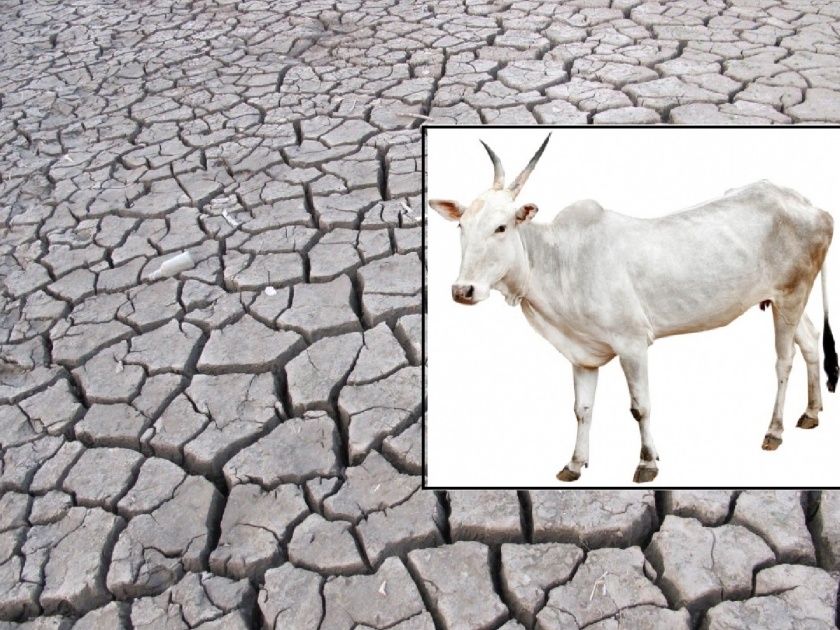 Fodder, water problem in Jat taluka is serious, milk production is decreasing | Sangli: जत तालुक्यात चारा प्रश्न गंभीर, दूध उत्पादनात घट