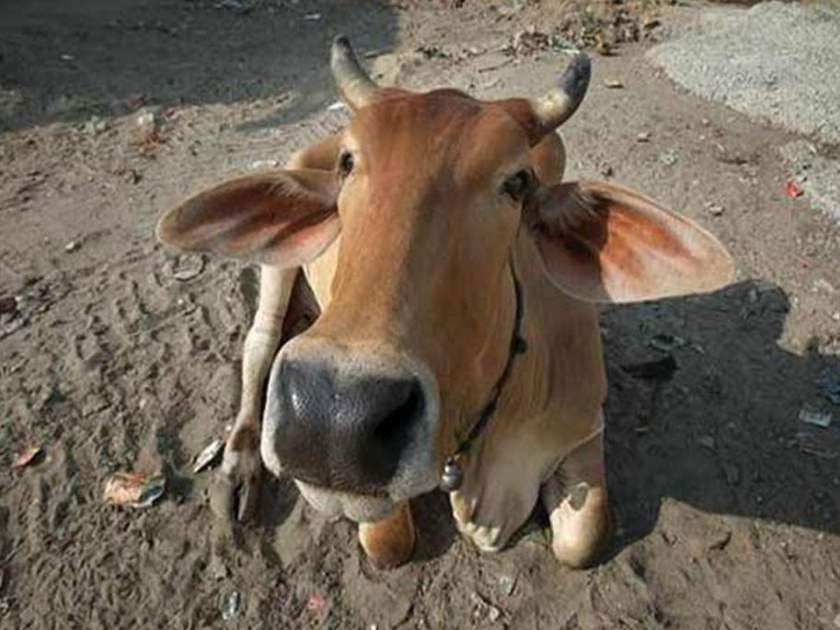 Chip made of cow dung significantly reduces radiation from phone says Rashtriya Kamdhenu Aayog chief | गायीच्या शेणापासून तयार केलेली चिप लॉन्च; मोबाईल रेडिएशन कमी करत असल्याचा दावा