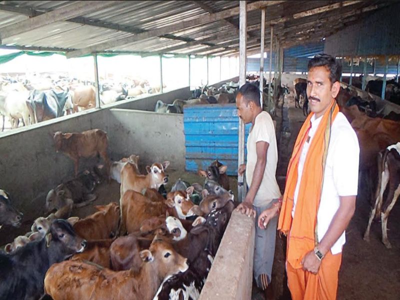 How to maintain cows? Gowhali bunked due to cow slaughter | ..पण गायींचा सांभाळ करायचा तरी कसा? गोहत्या बंदीमुळे गोशाळा फूल्ल 