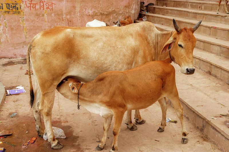The strength of desi cow is reducing | गावरान गायीचे अस्तित्व संपण्याच्या वाटेवर