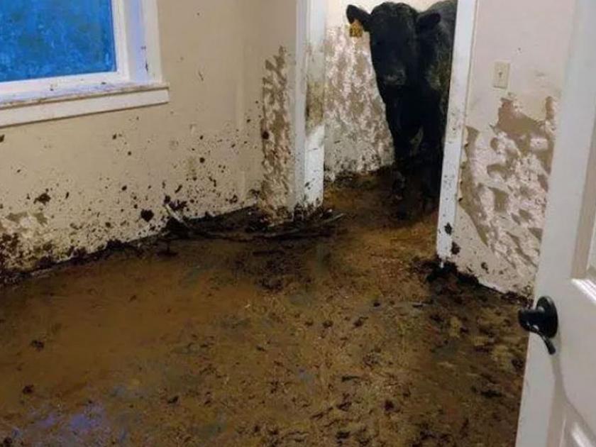 Cows spend month roaming in newly built house and riddle it with poo | नव्या घराची गायीने अशी केली अवस्था, रडून रडून बेजार झाला घरमालक!