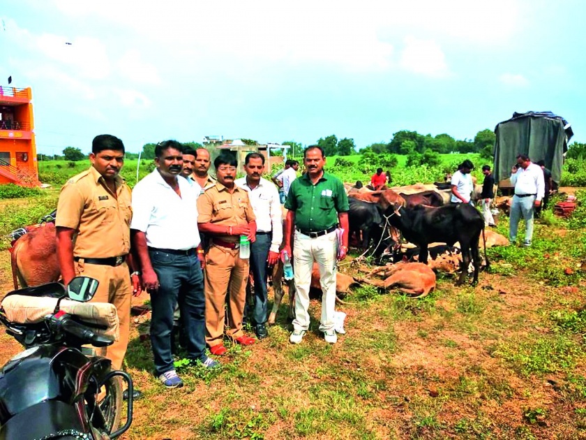 The illegal slaughter of cow-bullocks, four persons arrested, six absconding in Apta (Panvel) | आपटा(पनवेल)येथे गाय-बैलांची बेकायदा कत्तल, चार जणांना अटक, सहा फरार