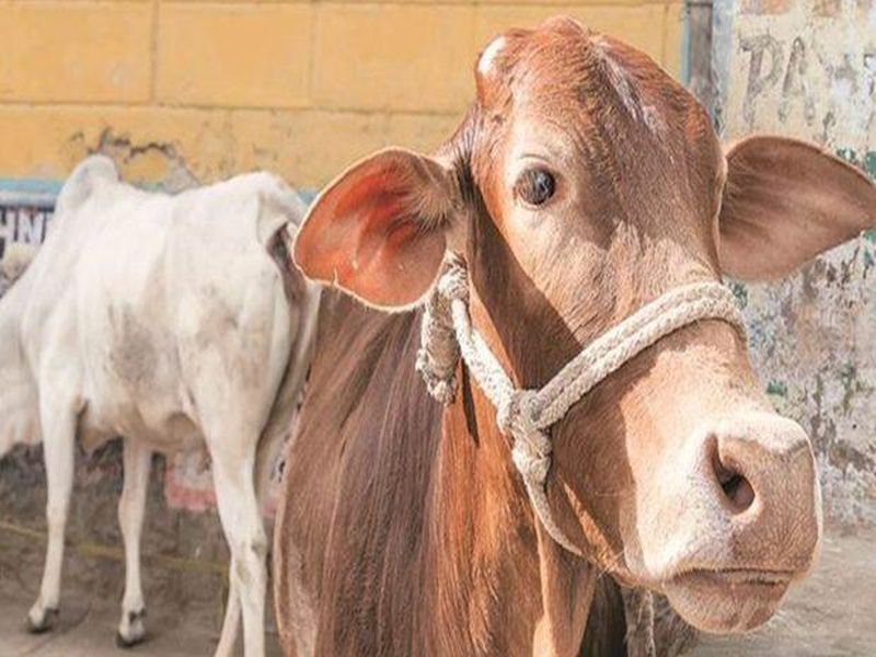 karnataka farmer reached police station against his cow with complain of not giving milk | 'गाय दूध देत नाही आता तुम्हीच तिला थोडं समजवा'; शेतकऱ्याच्या तक्रारीने पोलीसही झाले हैराण