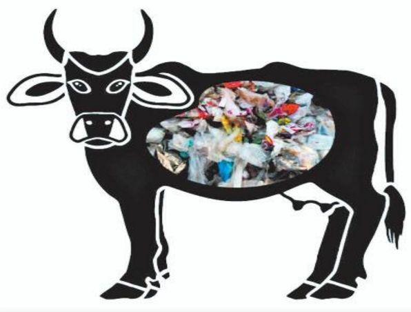 35 kg of plastic bags found in the cow's stomach | गाईच्या पोटातून निघाल्या ३५ किलो प्लास्टिकच्या पिशव्या