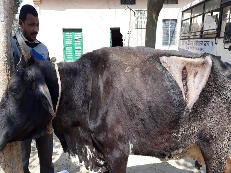 after 3-hour operation Doctors remove 80 kg of plastic from the cows stomach | गायीच्या पोटातून निघालं तब्बल 80 किलो प्लॅस्टिक