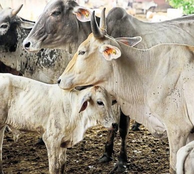 27 cows died in Goshala in Chhattisgarh, BJP leader arrested in Chhattisgarh | छत्तीसगडमधील गोशाळेत 27 गायींचा मृत्यू, भाजपा नेत्याला पोलिसांनी ठोकल्या बेड्या 