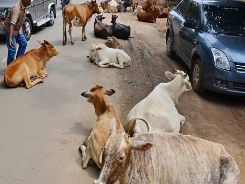 For cm Yogi Adityanath Visit UP administration Orders Engineers To Catch Cows Retracts | मुख्यमंत्र्यांच्या मार्गात येणारे गाय-बैल पकडा; नऊ अभियत्यांवर विचित्र जबाबदारी