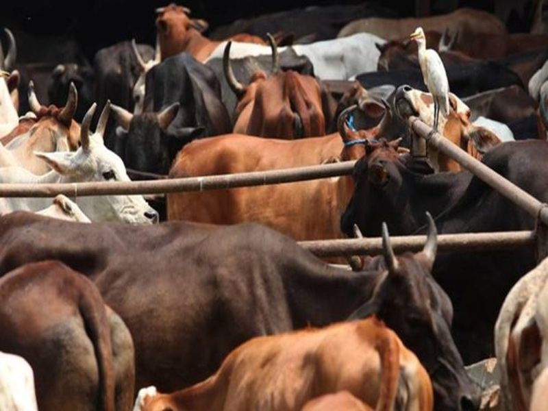 doctors of uttar pradesh are planning to use cow urine as health drinks | उत्तर प्रदेशात गोमूत्र 'हेल्थ ड्रिंक' म्हणून विकण्याची तयारी, औषधंही तयार करण्याचा विचार