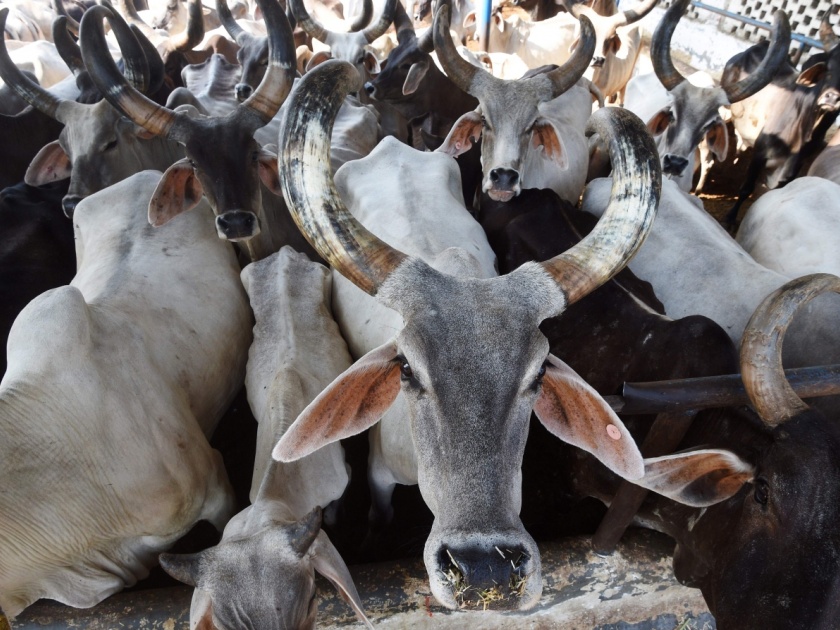 Haryana government to gift cow as prize to woman boxers | पदक विजेत्या बॉक्सर्सच्या घरी हरियाणा सरकार पाठवणार गाय, मंत्री महोदयांनी सांगितले फायदे