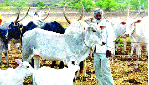  Gokul's decision to cut cow milk prices in the border: Implementation from tomorrow | सीमाभागातील गाय दूध खरेदी दरात कपात ‘गोकुळ’चा निर्णय : उद्यापासून अंमलबजावणी