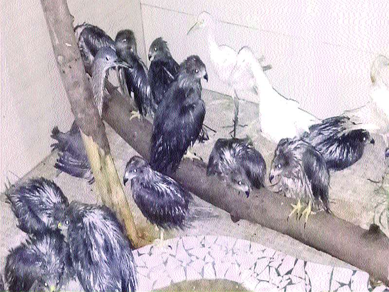 Treatment of nesting birds in the rain | पावसात गारठलेल्या पशुपक्ष्यांवर उपचार