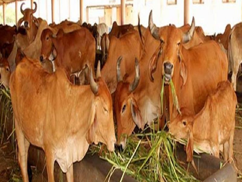 Shocking Death of 36 cows suspiciously in Goshala in Delhi | धक्कादायक! दिल्लीतल्या गोशाळेत संशयास्पदरीत्या 36 गायींचा मृत्यू