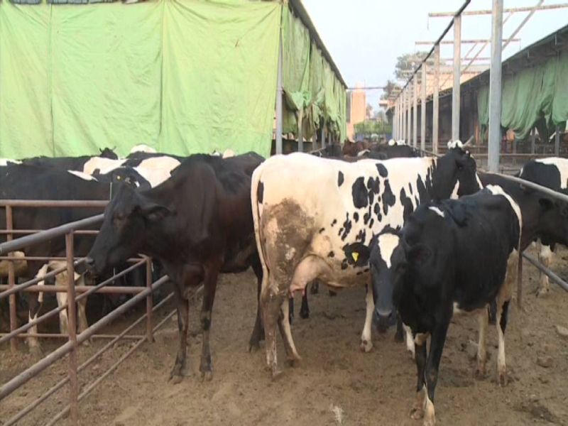 Livestock risk; Tulsi stuck vaccine: government hattal | पशुधन धोक्यात; निविदेत अडकली लस : सरकार हतबल