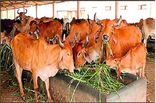 Reduced price of livestock markets: The unpredictability of the rate of price of milk | जनावर बाजारात गार्इंचे मोल घटले -दूध दराची अनिश्चितता : खरेदी-विक्रीवर मंदीचे सावट
