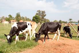  Stealing calf with six cows from the field | शेतातून सहा गायींसह वासराची चोरी