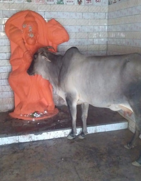 A cow taking Devdarshan before going to graze | चरायला जाण्यापूर्वी देवदर्शन घेणारी गाय