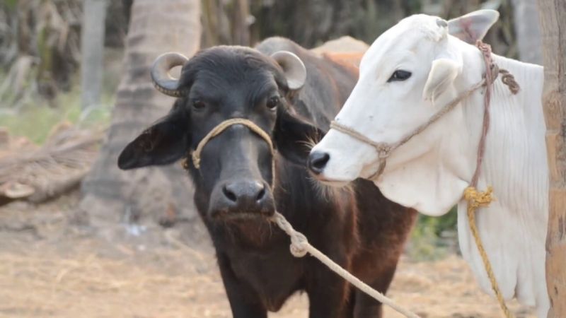 Baldana district's get 298 cows, buffalo from 'Navinypurn' scheme | बुलडाणा जिल्ह्याच्या दावणीला ‘नाविन्यपूर्ण’च्या २९८ गायी, म्हशी!