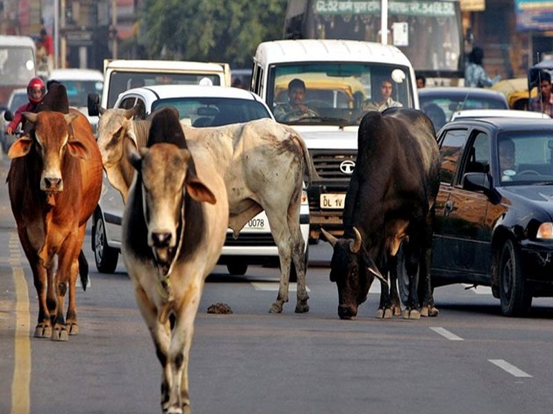Increased accidents on the Mumbai-Ahmedabad highway due to rowdy animals | मोकाट जनावरांमुळे मुंबई-अहमदाबाद महामार्गावरील अपघातात वाढ