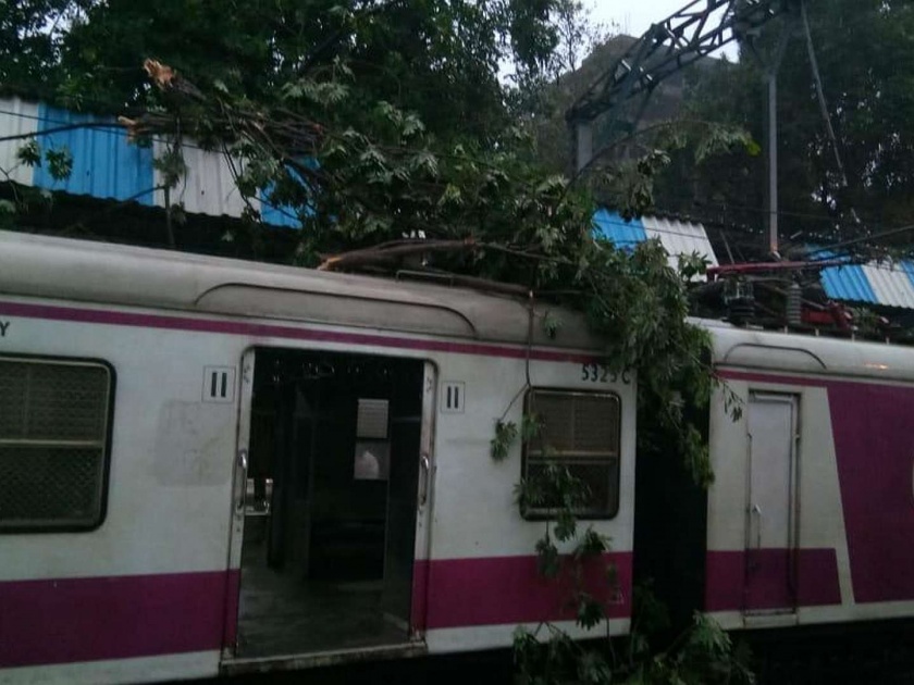 Mumbai Train Update : Central Railway traffic disrupted after the tree collapses on overhead wire | Mumbai Train Update : ओव्हरहेड वायरवर फांदी कोसळल्याने मध्य रेल्वेची वाहतूक उशिराने