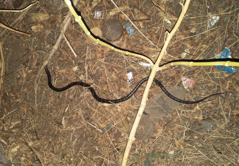 poisonous snake caught and leave in forest | शहरापूर येथे मण्यार जातीच्या विषारी सापाला जीवदान 