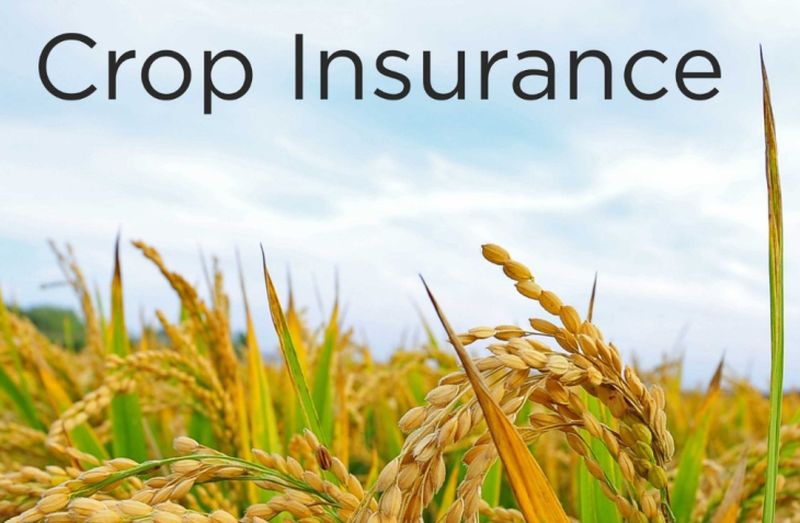 Decrease in the number of farmers taking crop insurance! |  पीक विमा काढणाऱ्या शेतकऱ्यांच्या संख्येत घट!