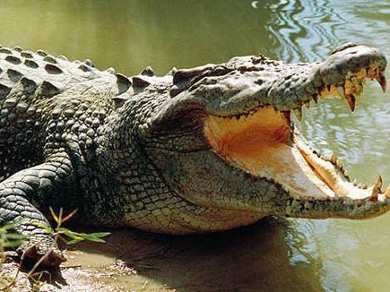 Baap Re ... Crocodile found near Revansiddha temple in Solapur; Captured on a mobile camera | बाप रे...सोलापुरात आढळली मगर; मोबाइल कॅमेऱ्यात झाली कैद