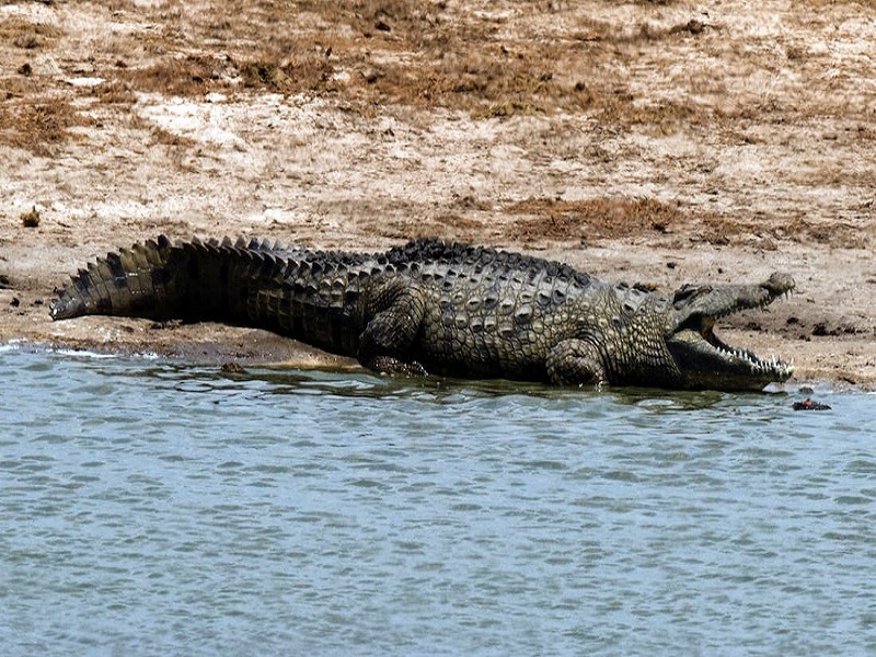 Visitation of the epic crocodile in Jaikwadi reservoir; Farmers, fishermen panic | जायकवाडी जलाशयात महाकाय मगरीचे दर्शन; शेतकरी, मच्छीमारांमध्ये घबराहट