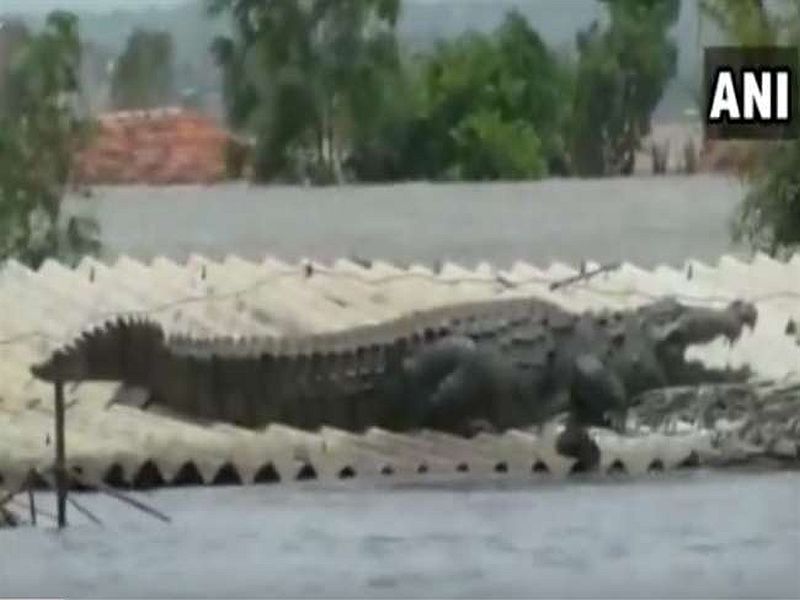 VIDEO: A crocodile lands on roof of a house in flood-affected Raybag taluk in Belgaum | VIDEO: बेळगावमध्ये पुराचा फटका, मगरीने घेतला घराच्या छताचा आसरा!