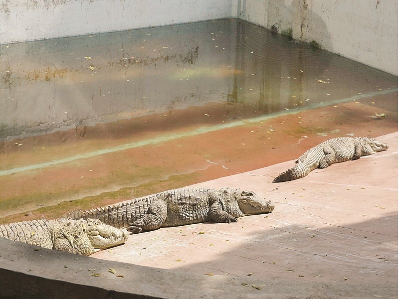 Suddenly a 5-year-old crocodile died at the zoo in Siddhartha Park of Aurangabad | सिद्धार्थ उद्यानाच्या प्राणिसंग्रहालयातील ५ वर्षीय मगरीचा अचानक मृत्यू
