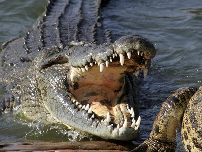 15 year old brother battles 14 foot long crocodile to save 12 yo sister from its jaws in Philippines | लहान बहिणीचा जीव वाचवण्यासाठी १५ वर्षीय भावाचे मगरीसोबत दोन हात!