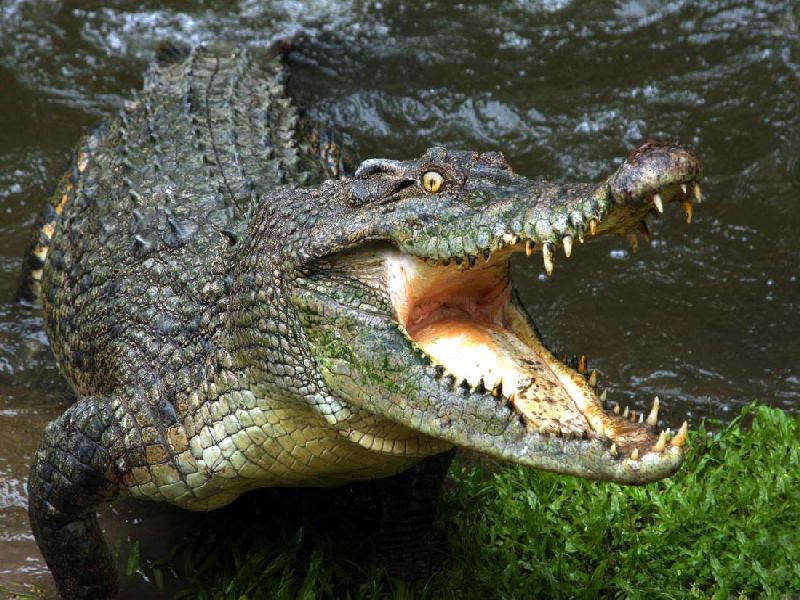 Sangli: An attack on a crocodile on Tung, a serious injury to the leg: survived the life | सांगली : तुंग येथे मगरीचा तरूणावर हल्ला, पायाला गंभीर दुखापत : जीव वाचला