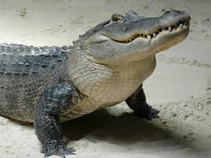Sensational! Crocodile found in water logged in Mulund | खळबळजनक! मुलुंडमध्ये साचलेल्या पाण्यात आढळली मगर