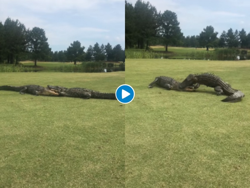 Alligators engage in fight on golf course, fascinating video captured svg | OMG : गोल्फ ग्राऊंडवर मगरींचं युद्ध; Videoतील आवाज ऐकूनच सुटेल घाम 