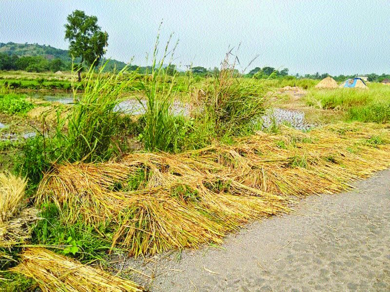 Estimates of loss of 19 lakh hectares of crop in the state | राज्यात ९० लाख हेक्टर पिकांच्या नुकसानीचा अंदाज