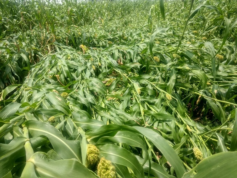 Rabi crops 'washed' with pre-monsoon rains; major setback to the farmers of the 3 talukas of Parabhani Dist | रबी पिकांना अवकाळी पावसाने 'धुतले'; परभणीत ३ तालुक्यातील शेतकऱ्यांना बसला मोठा फटका