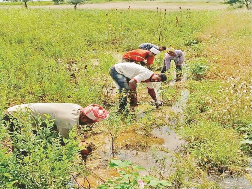 9 lakh farmers in Marathwada waiting for help; When will the government decide? | मराठवाड्यातील ९ लाख शेतकरी मदतीच्या प्रतीक्षेत; सरकार कधी निर्णय घेणार?