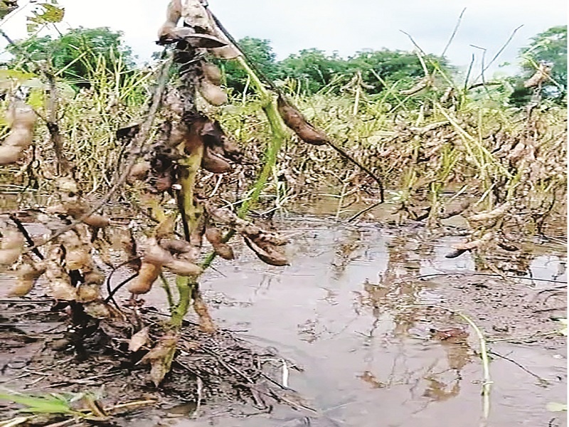 Soybeans, cotton, flowers hit brutally by rains | सोयाबीन, कापूस, फुलशेतीला फटका; तोंडचा हिरावला घास