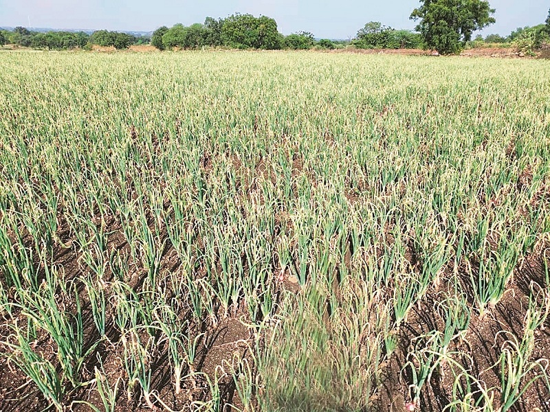 Onion producing farmers' suffers due to heavy rain | कांदा उत्पादक शेतकऱ्यांच्या डोळ्यांत तरळले पाणी