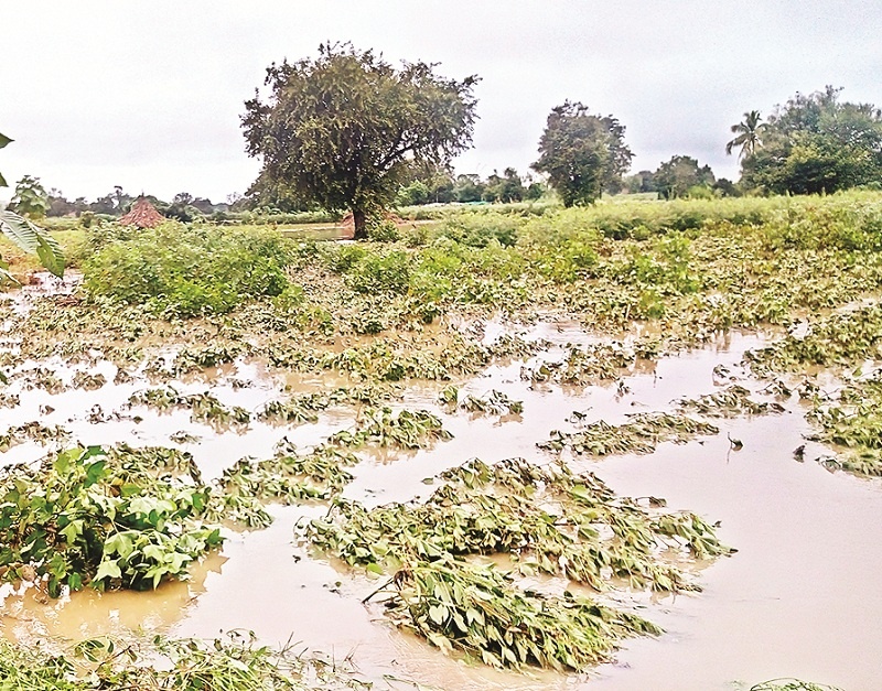 Panchanama of 90 % of crop losses in Marathwada is complete | मराठवाड्यात पीक नुकसानीचे ९० % पंचनामे